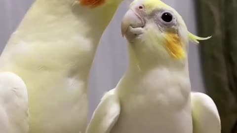 2 cute cockatiels singing