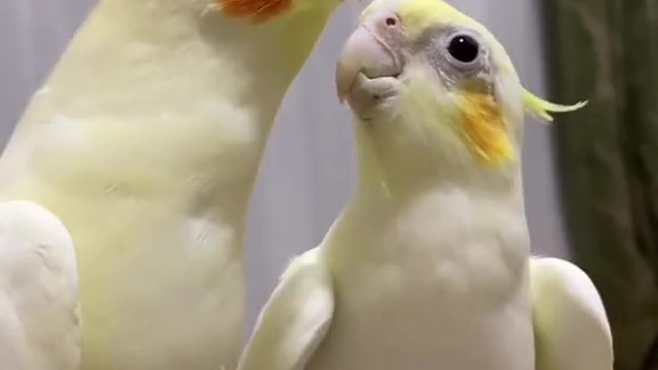 2 cute cockatiels singing