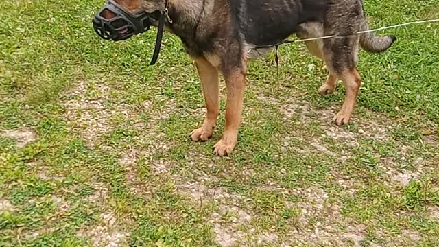 German Shepherd Nearly Snags A Chicken Lunch 🤠