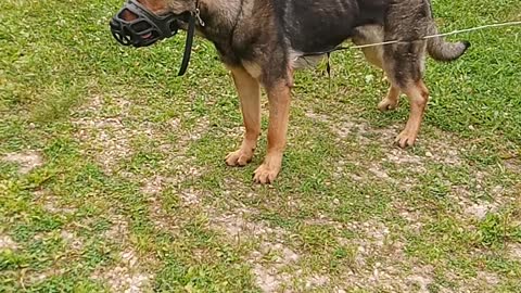 German Shepherd Nearly Snags A Chicken Lunch 🤠