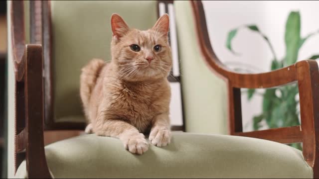 The cat is relaxing in the chair