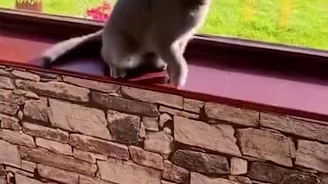 Do you know what cats do while they are crazy😏, watch this