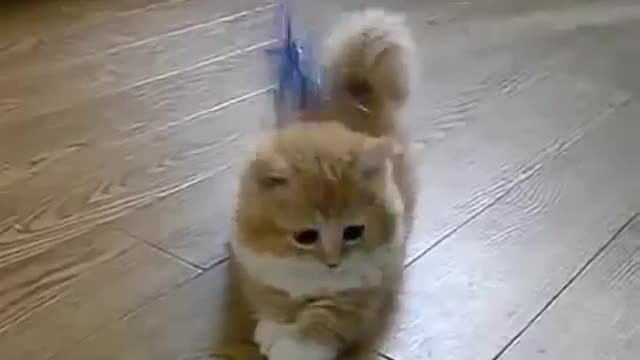 OMG Short Lagged Cat - Funny Cat