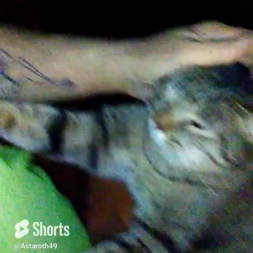 Astaroth49's Crazy Cats. I feel so loved. #catvideos #youtubecatshorts