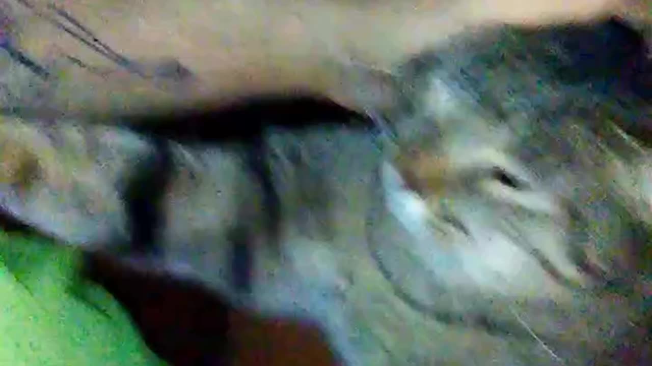 Astaroth49's Crazy Cats. I feel so loved. #catvideos #youtubecatshorts