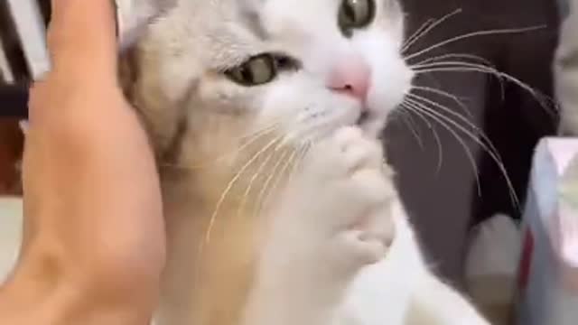 Lovely and Funny Cat vs Dog Videos 2021 Funny animals video 17