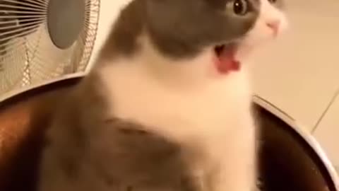 Funny cats video