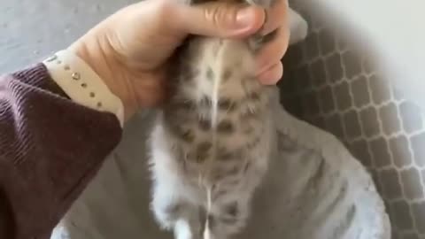 TOWEL SITE CATS