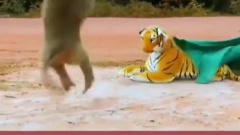 Best Funny Videos 2022 😂 - Funniest Monkey And Panther funny