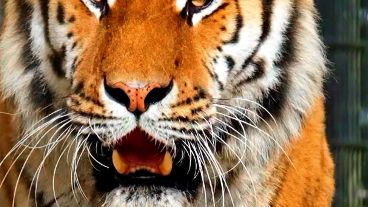 Indian tiger in 4k