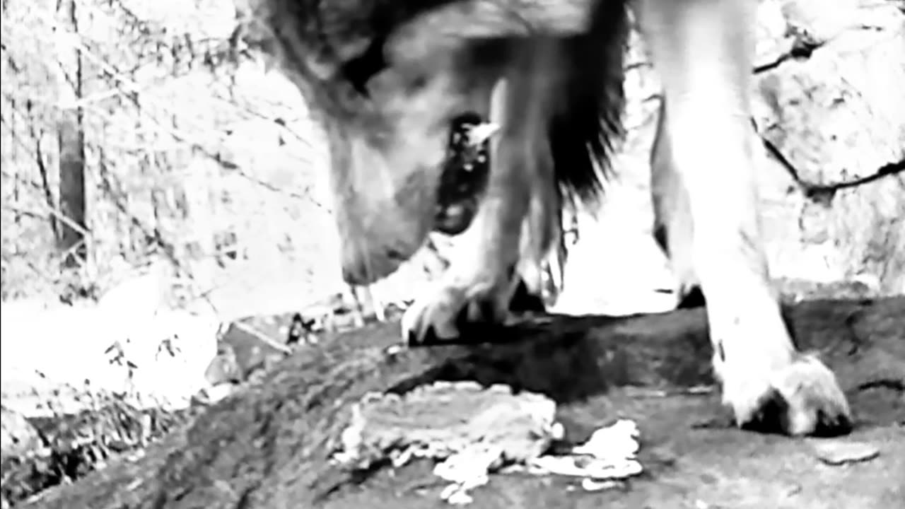 Asmr wolf eating a pie