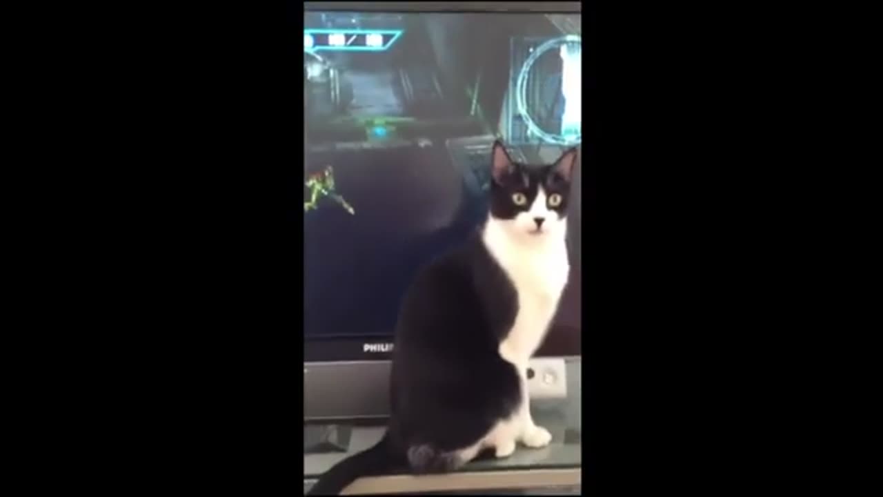 Funny Cat Video