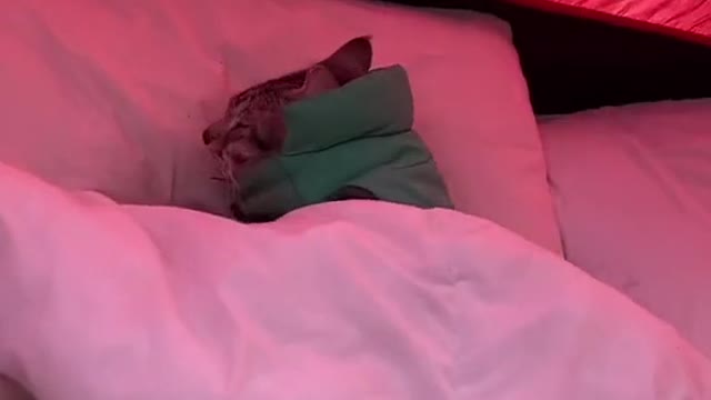 Cat lovers