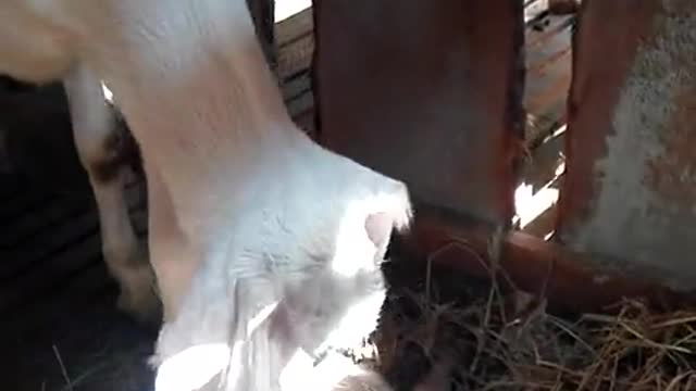 Goat babies are born with strange legs