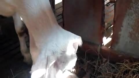 Goat babies are born with strange legs