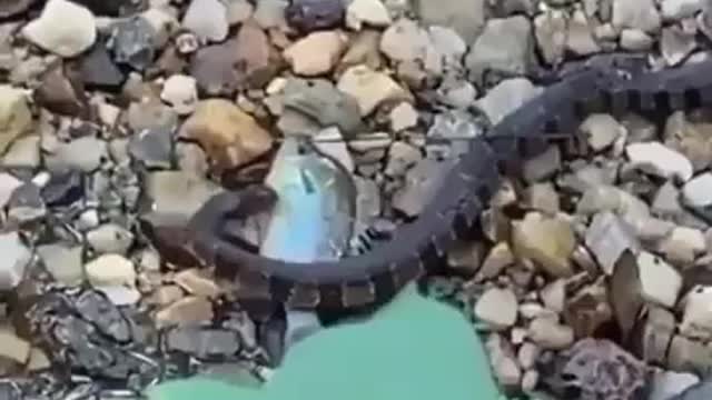 I can save the fish...
