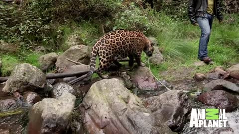 Preposterous Pets The Jaguar That Goes For A Walk In The Park