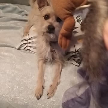 My funny Luna 😂🐕