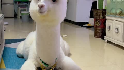 How to tame a cute alpaca