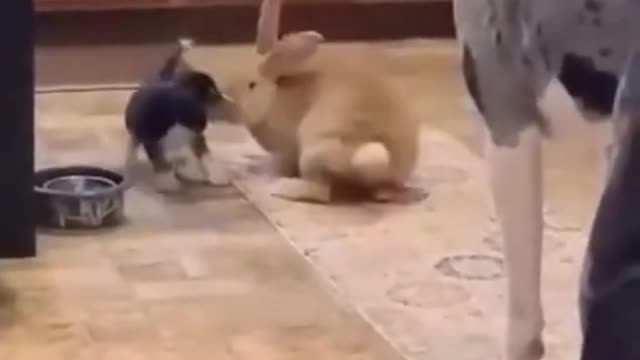 🐶cute dogs having fun🐶