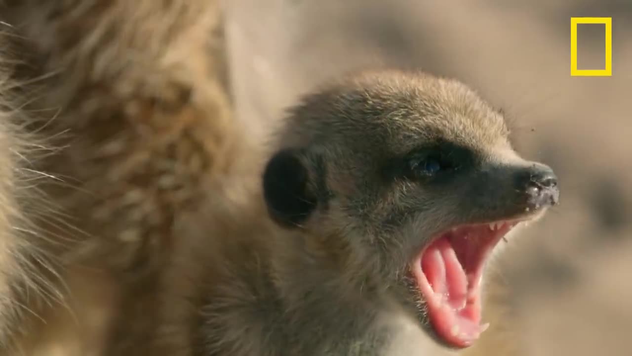 affrontement entre un bébé suricate et un cobra du Cap déclenche un assaut