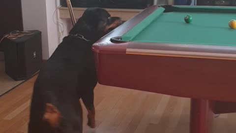 Dog love the pool game