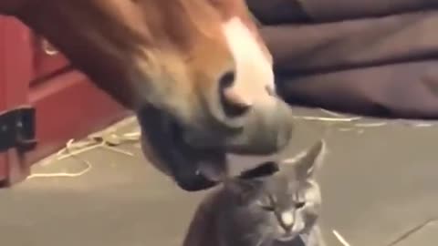 FUNNY ANIMALS VIDEOS