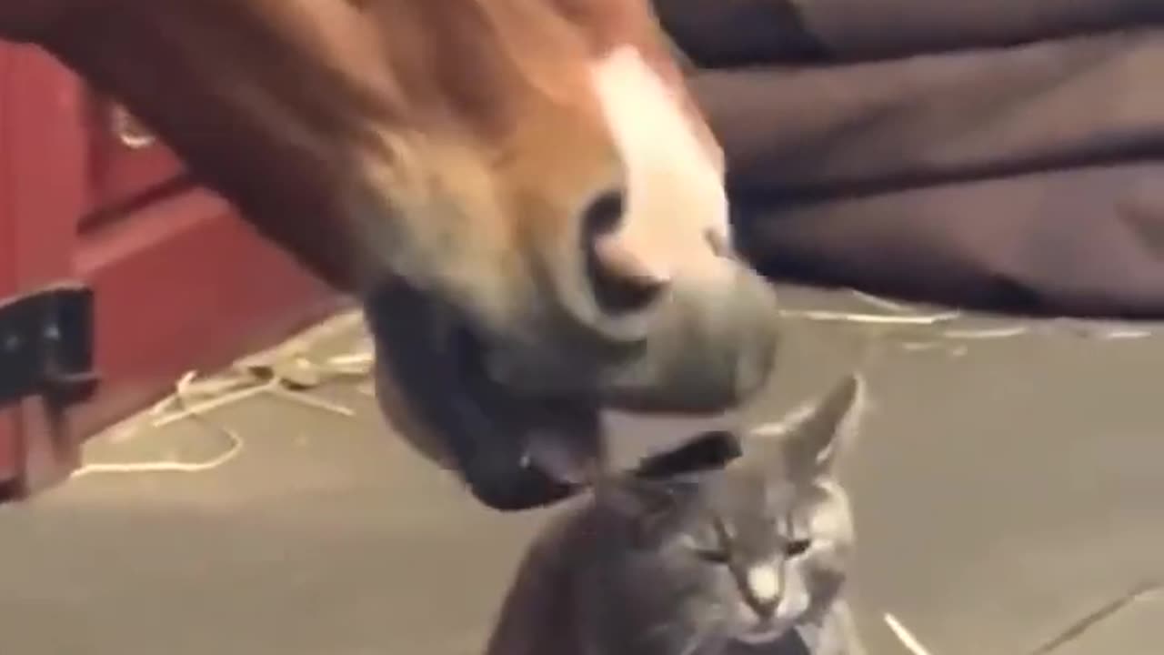 FUNNY ANIMALS VIDEOS