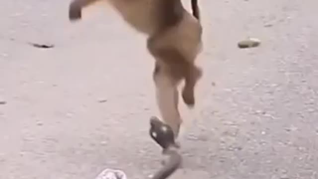 Funny monkey