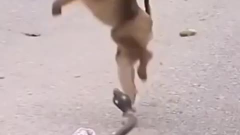 Funny monkey