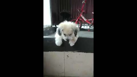 she is afraid to jump