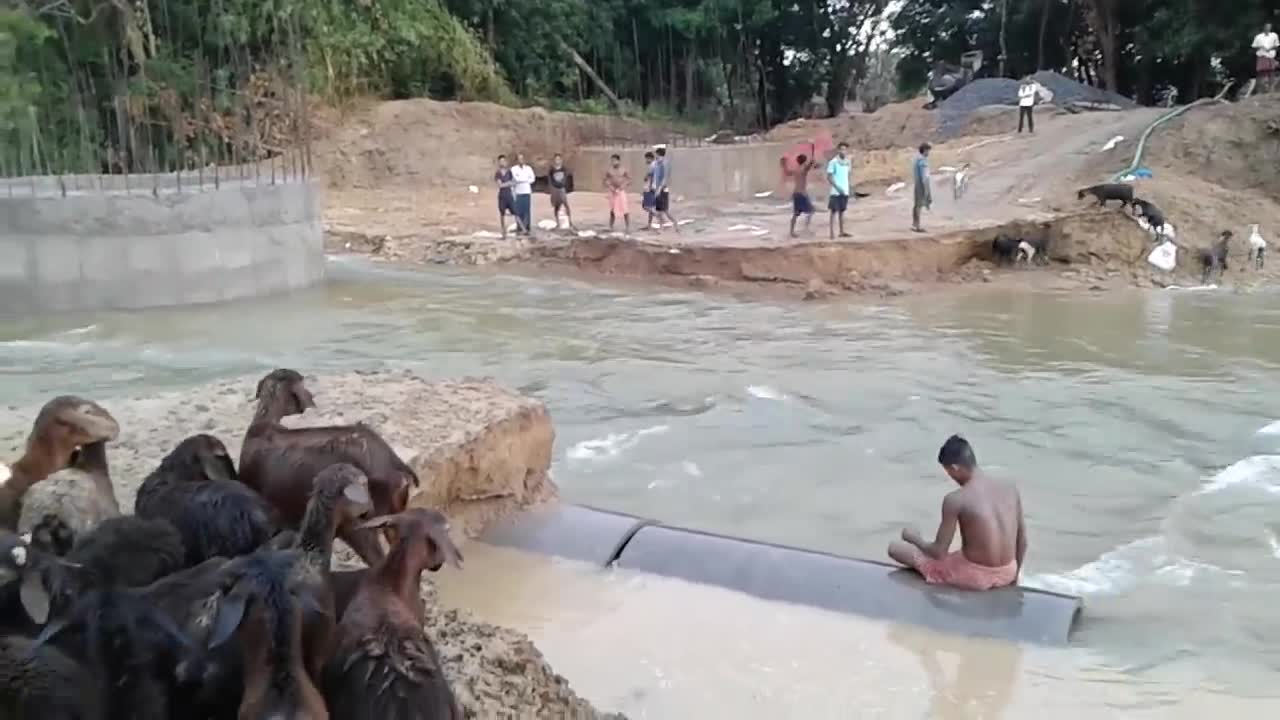 Goats troubles while crossing a river