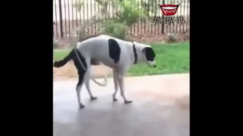 Dog dancing with a hula hoop