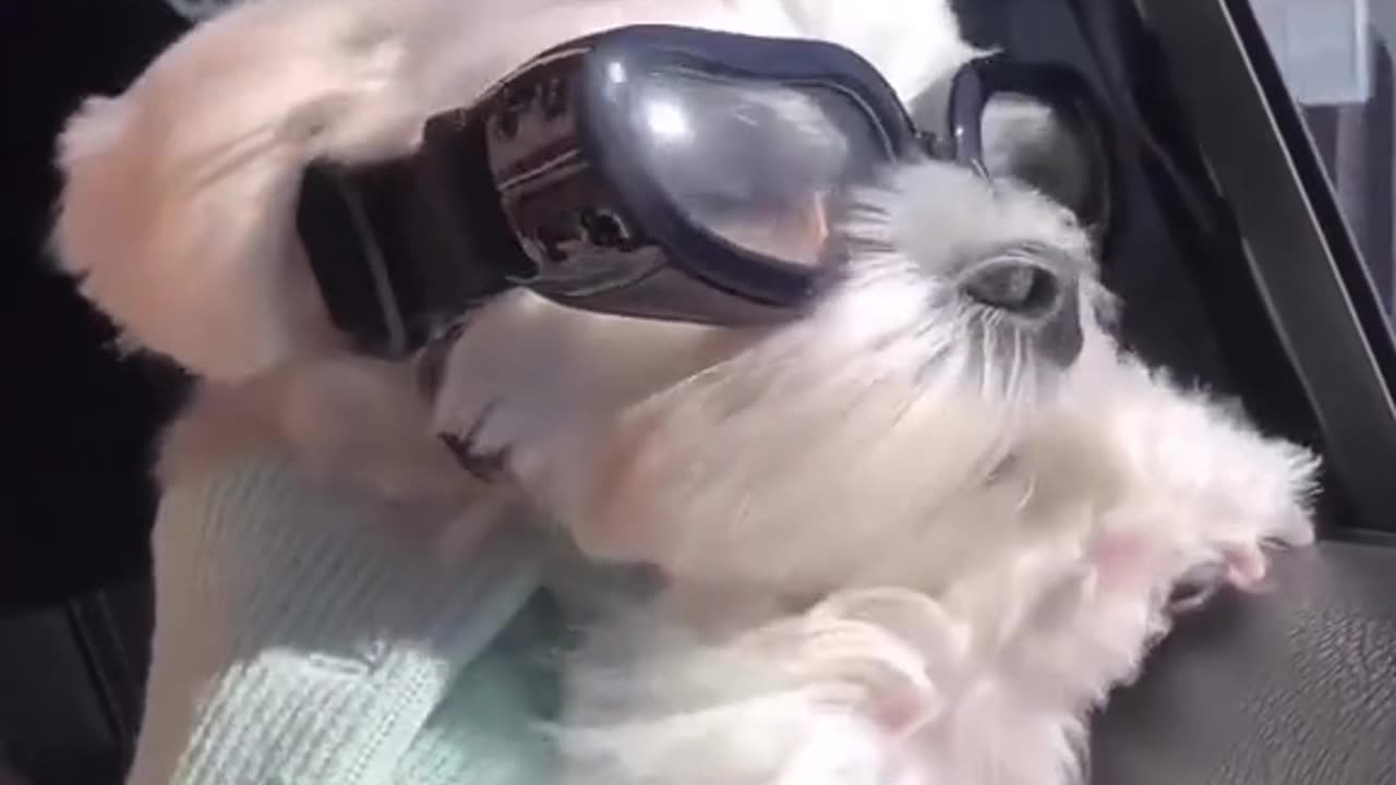 #PuppyLove Adventures_ A Fun Car Ride!