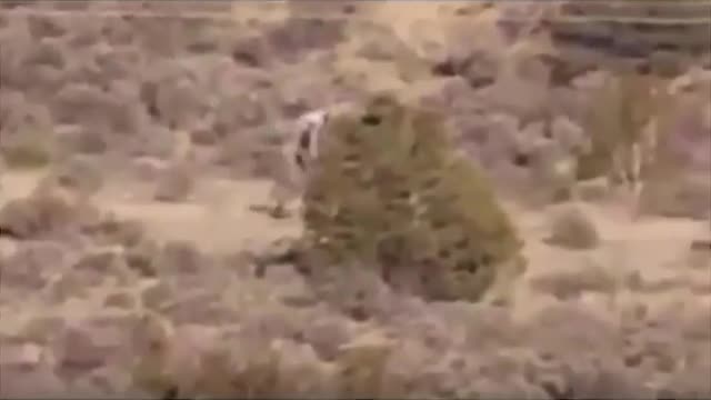 Scary creatures caught on cam how is this happen