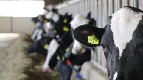 A Modern Cow Farm - Holland