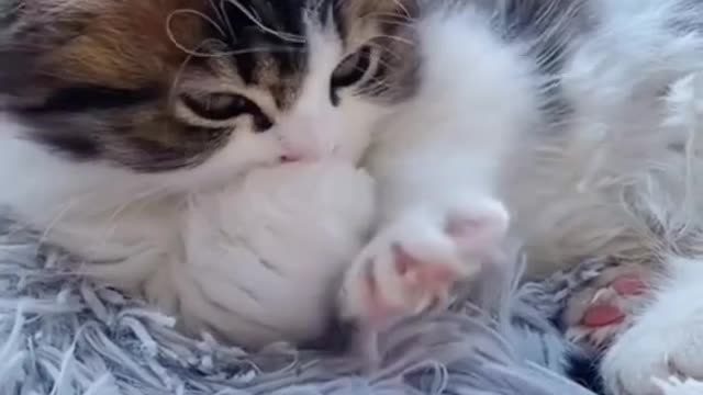 Best Funniest animal videos, Funny animal videos 2022