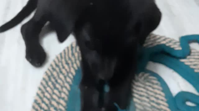 Baby dog funny dog part2