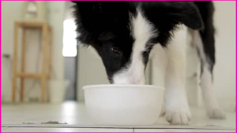 Dog Is Enjoying To Drink His Milk