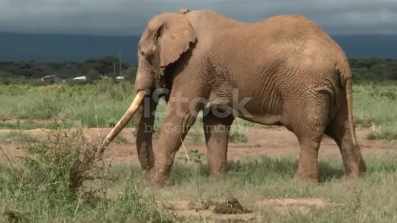 African Elephant big bull 'Tim' with huge tusks, eating and looking in the grasslands