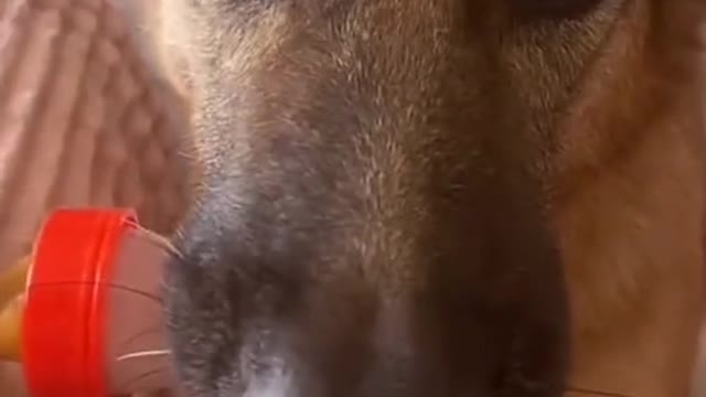 The cat is suckling