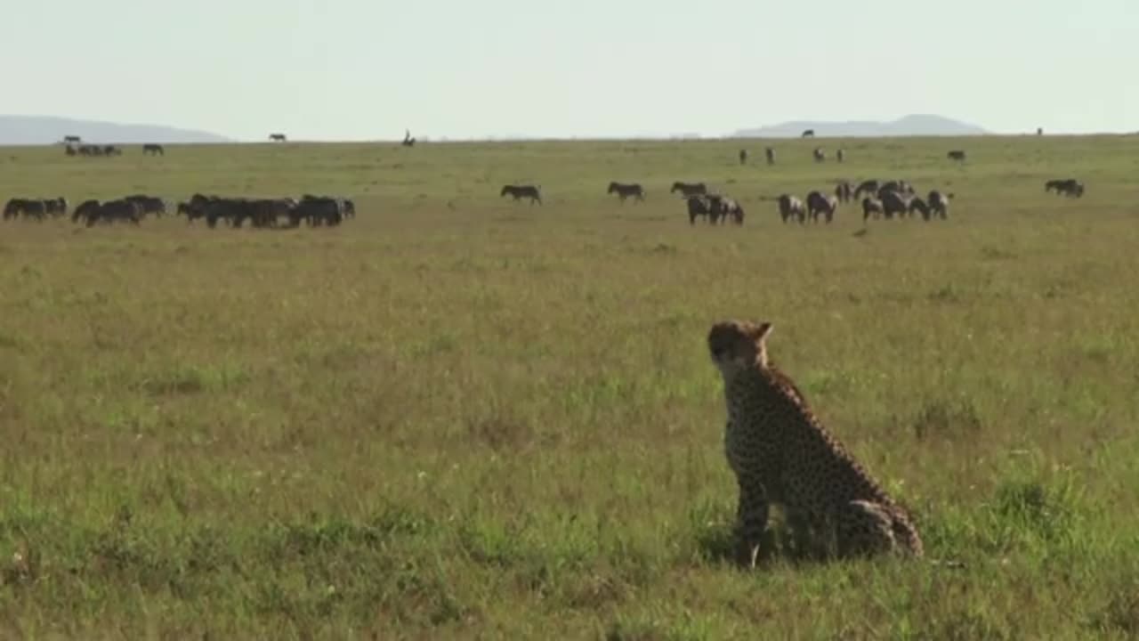 Cheetah is hunting buffaloes in the forest 🐆🐃 #Animal #wild