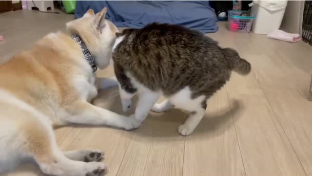Cats and Dog