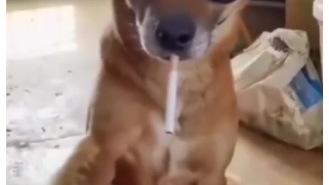 Funny Dog Try Not To Laugh