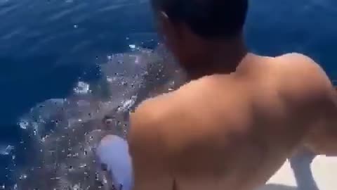 Riding a whale shark