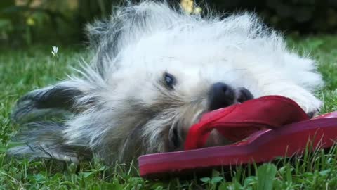 Cute Puppy Playing With Slippers