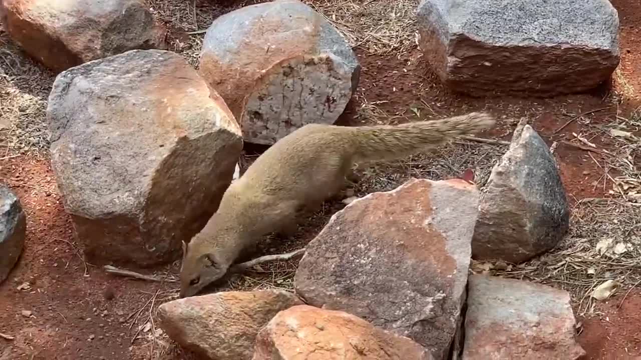 yellow mongoose vs cap cobra