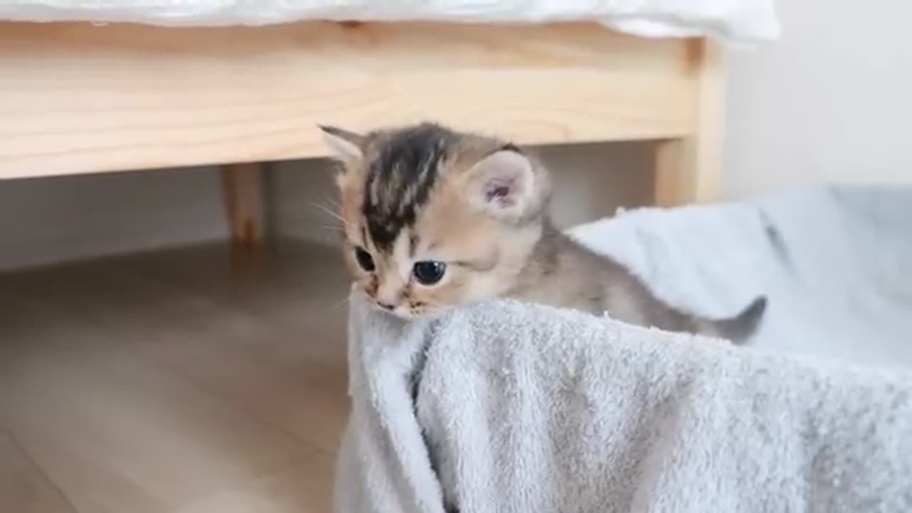 Little kitty