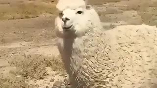 graceful alpaca