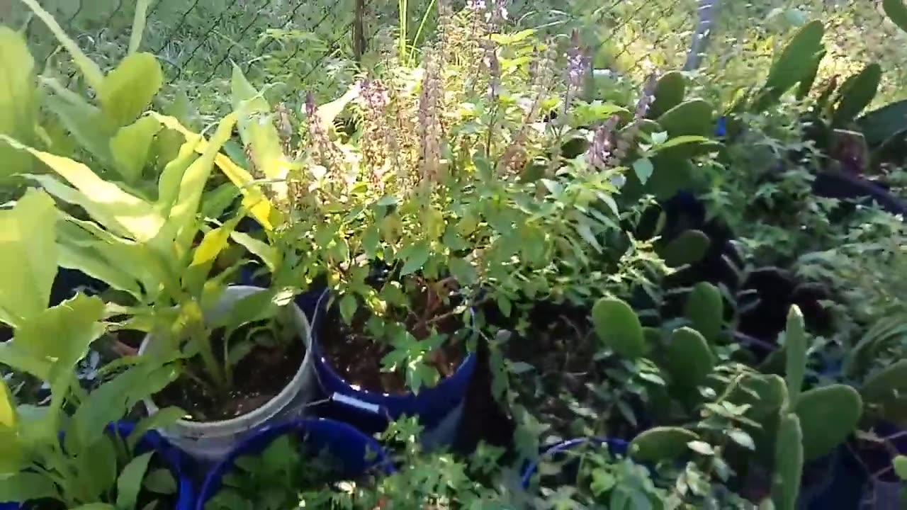 Survival Gardening!!!